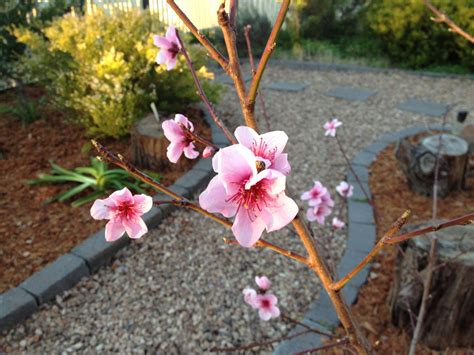 cherry blossom tree growtopia|How to Grow a Cherry Blossom Tree (with Pictures).